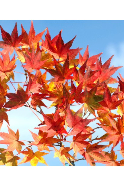 Клен фрімані Джефферсред під ясним небом з червоним листям.